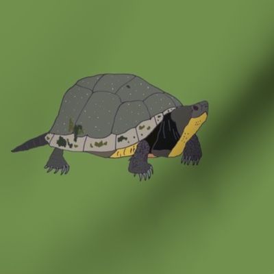 canadianendangeredturtlesongreen