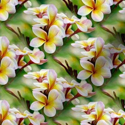 frangipani - small - yellow