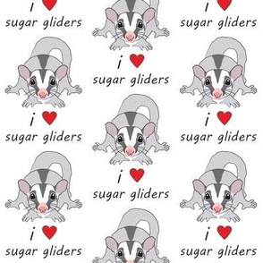  i love sugar gliders