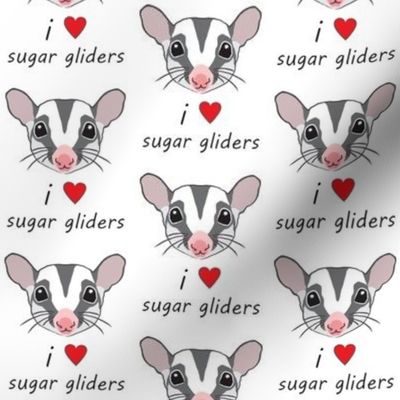 i love sugar gliders face