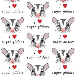 i love sugar gliders face