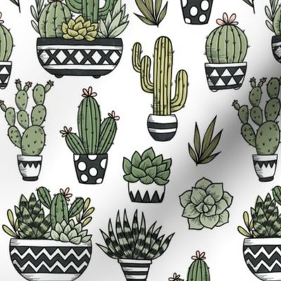 cactus and succulent plants