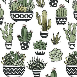 cactus and succulent plants