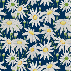 Daisy blue 