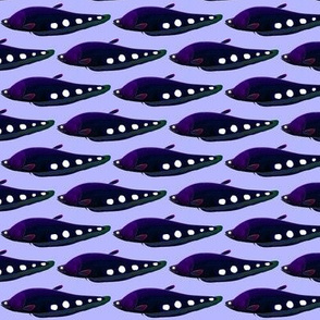 Clown Featherback Knifefish night on purple