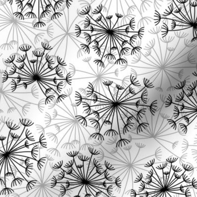 dandelions {3} black and white