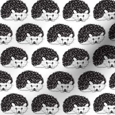 black and white hedgehogs