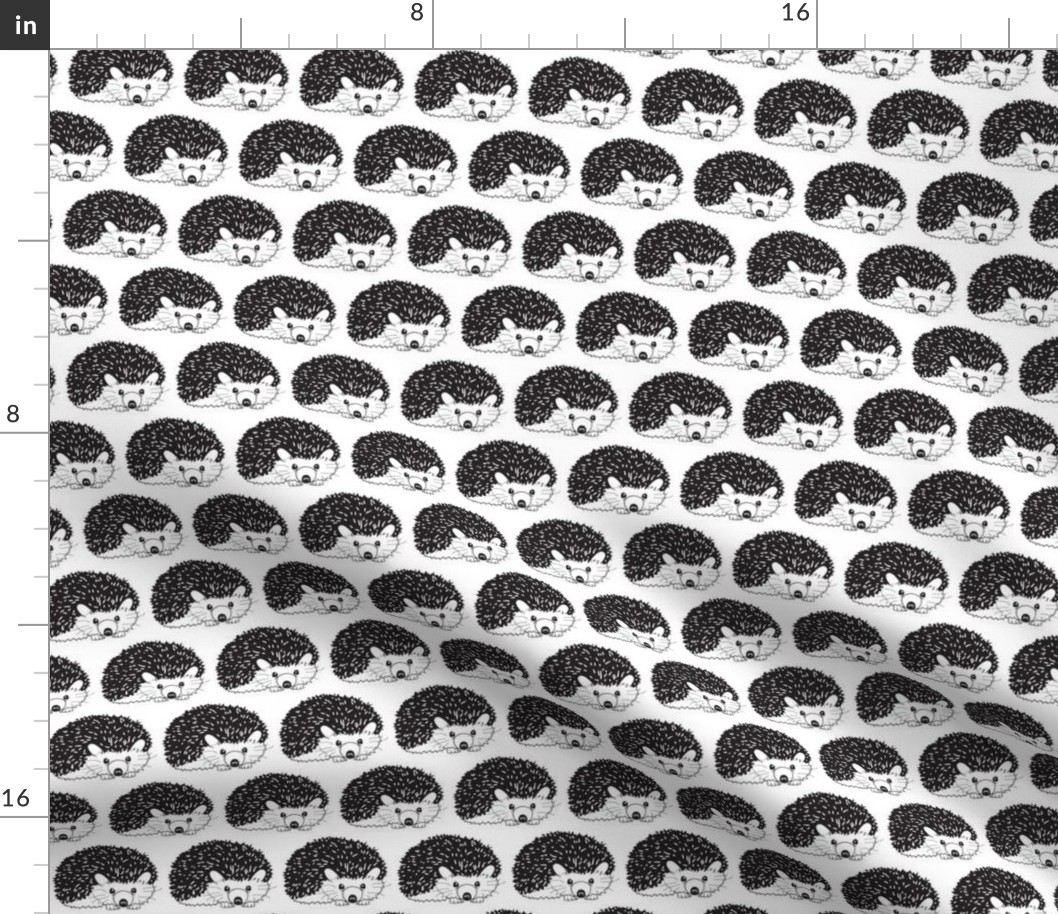 black and white hedgehogs