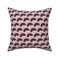 black and white hedgehogs on pink