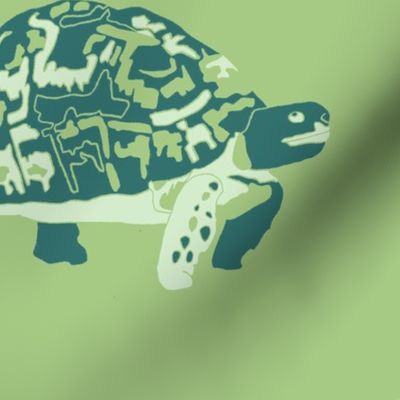 green leopard tortoise