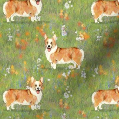 Red and White Pembroke Corgi on Wildflower Field