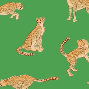 cheetahs on green