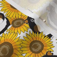 large guinea pigs and sunflowers on white