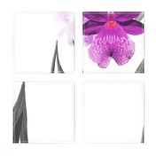 Purple Orchid Bold Print