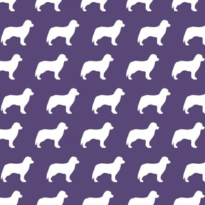 Bernese Dog Silhouette Purple Bkgd