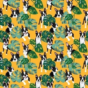 Boston Terrier Tropical