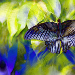 ButterflySwirl