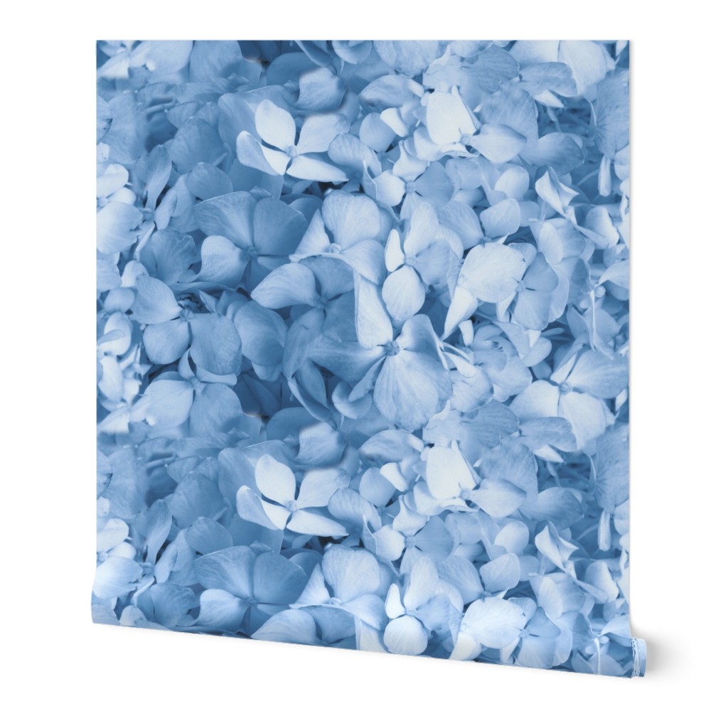 Hydrangea Blue