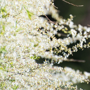 White Blooming Brunches Border