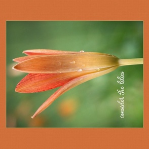 Orange Lily with Scripture , scripture, wall hanging, pillow