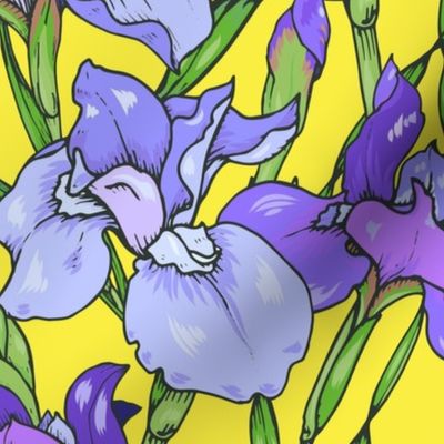 iris flowers 04
