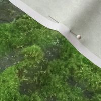 Green moss on  stone