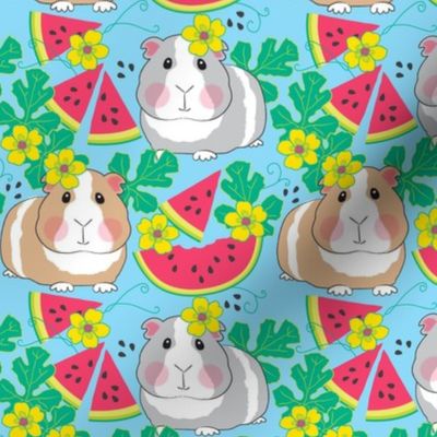 large guinea pigs in a watermelon patch on blue