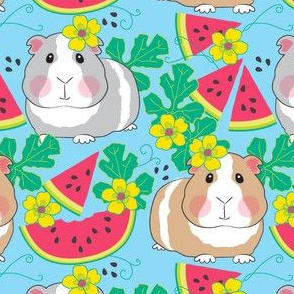 large guinea pigs in a watermelon patch on blue