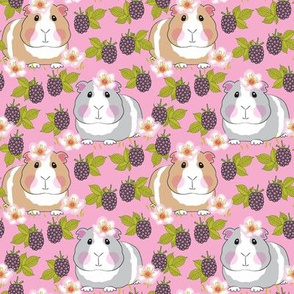 medium guinea pigs with blackberries on pink