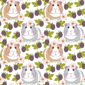 medium guinea pigs with blackberries on white