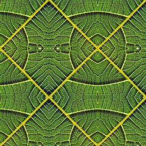 Fig Leaf Geometry 