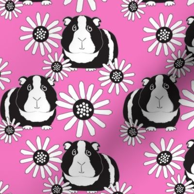 black and white guinea pigs and daisies on bright pink