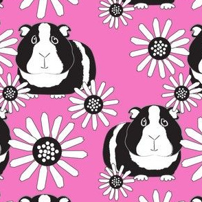 black and white guinea pigs and daisies on bright pink