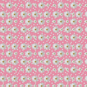 Summer Daisy Pink Background