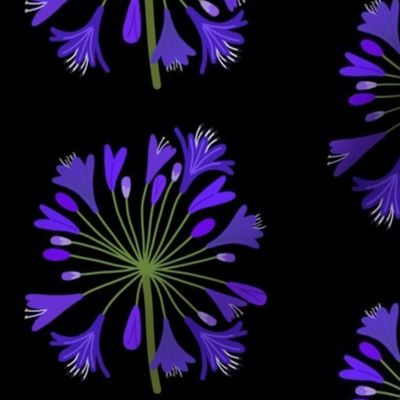 Summer Agapanthus Blooms - Sapphire Indigo on black, large 