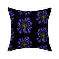 Summer Agapanthus Blooms - Sapphire Indigo on black, large 