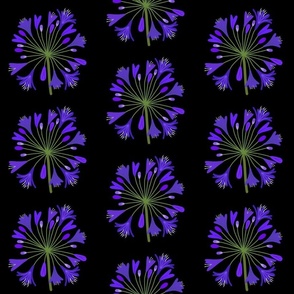 Summer Agapanthus Blooms - Sapphire Indigo on black, large 