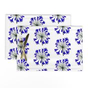 Summer Agapanthus Blooms - Lapis Blue on White, large 