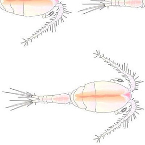 Cyclopoida Copepod Plankton