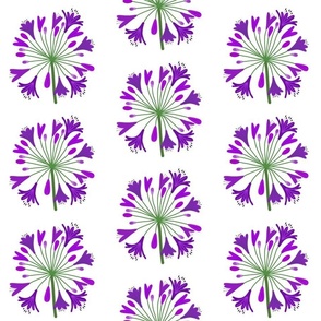 Summer Agapanthus Blooms - Amethyst Purple on White, large 