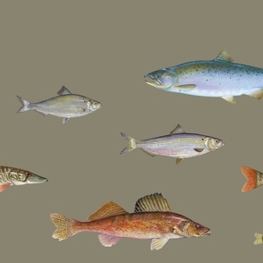 Life sized freshwater aquarium (original panel)