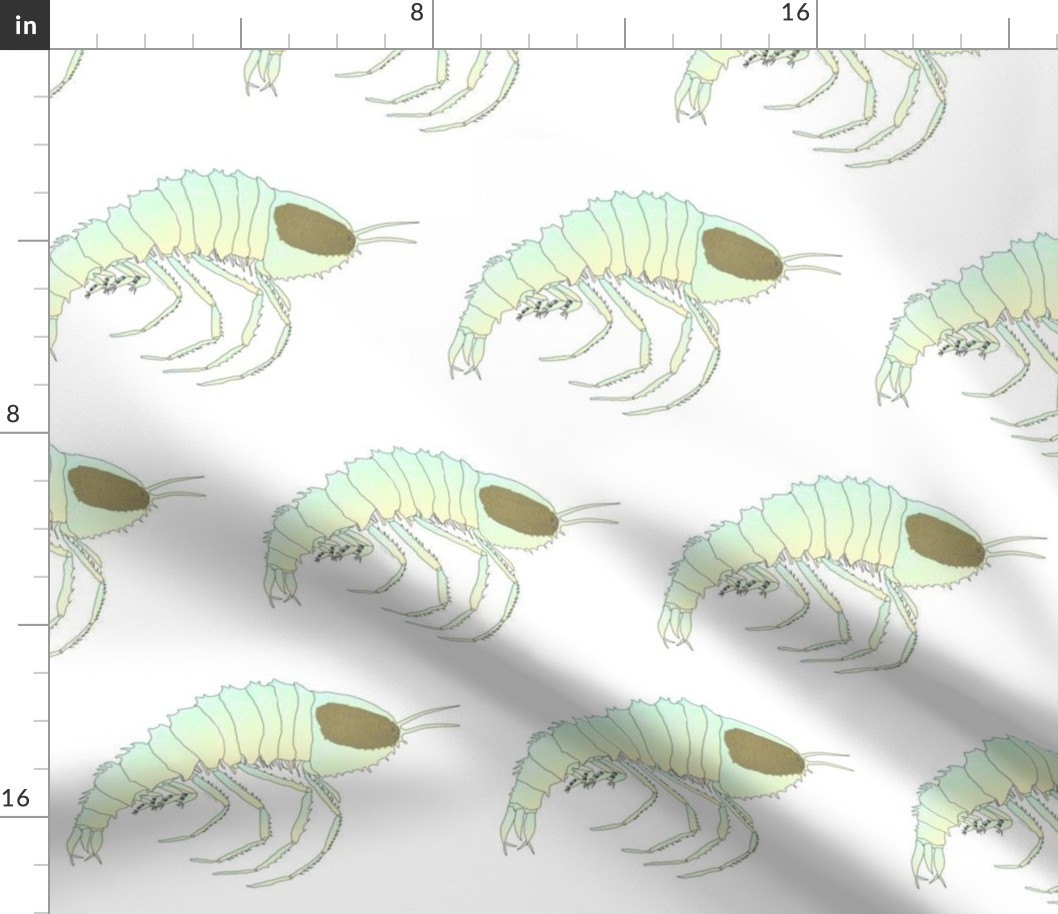 Cystisoma Hyperiid Plankton 