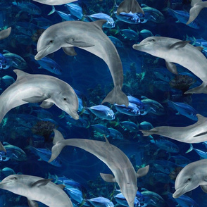 Dolphins In Deep Blue Ocean With School of Fish