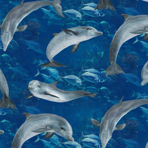 Dolphins Underwater With School of Fish