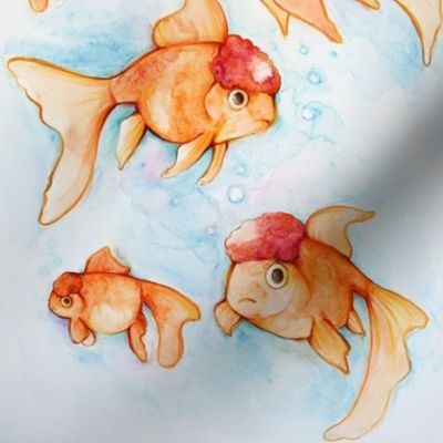 Fancy Oranda Goldfish 