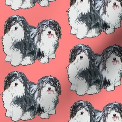 Havanese pink background