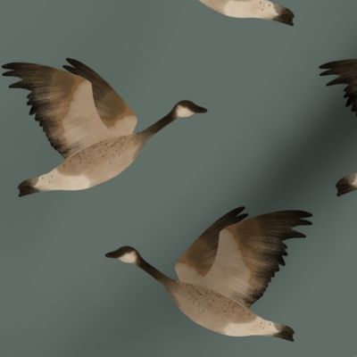 Large Birds - Goose