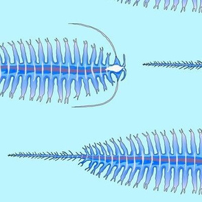 Tomopteris Polychaete Plankton on light blue