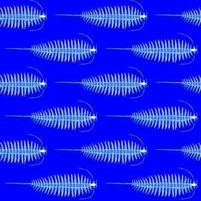 Tomopteris Polychaete Plankton on deep blue