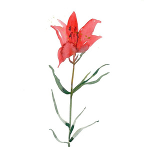 Saskatchewan Western Red Lily 